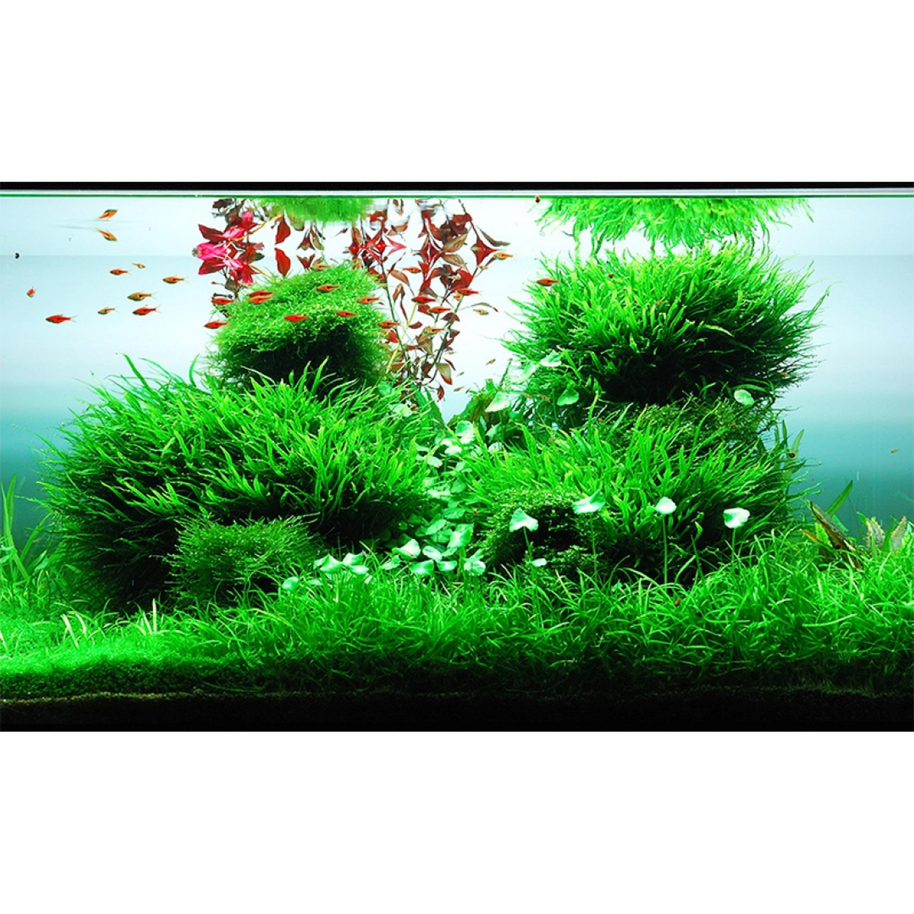 Добриво для акваскейпінгу з високим вмістом NPK та мікроелементів Easy-Life GreenScape 250мл (GS0250)