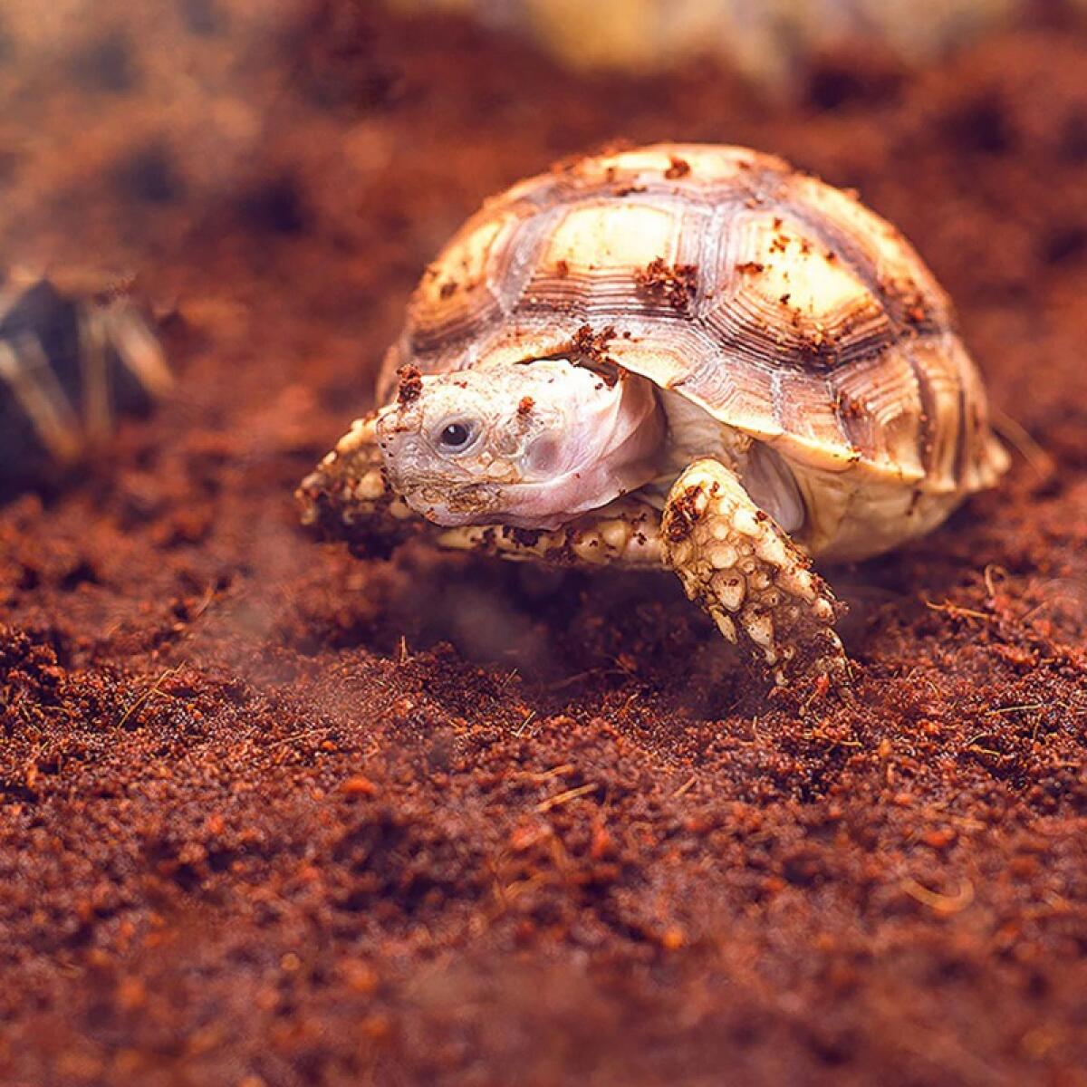 Тропічний субстрат Komodo Tropical Terrain 6 л (U46015) для терраріумів із високою вологістю