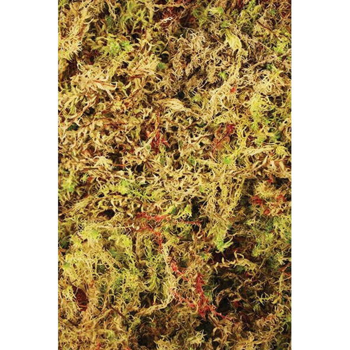 Живий мох Komodo Habitat Moss 100г 4.5л (83030)