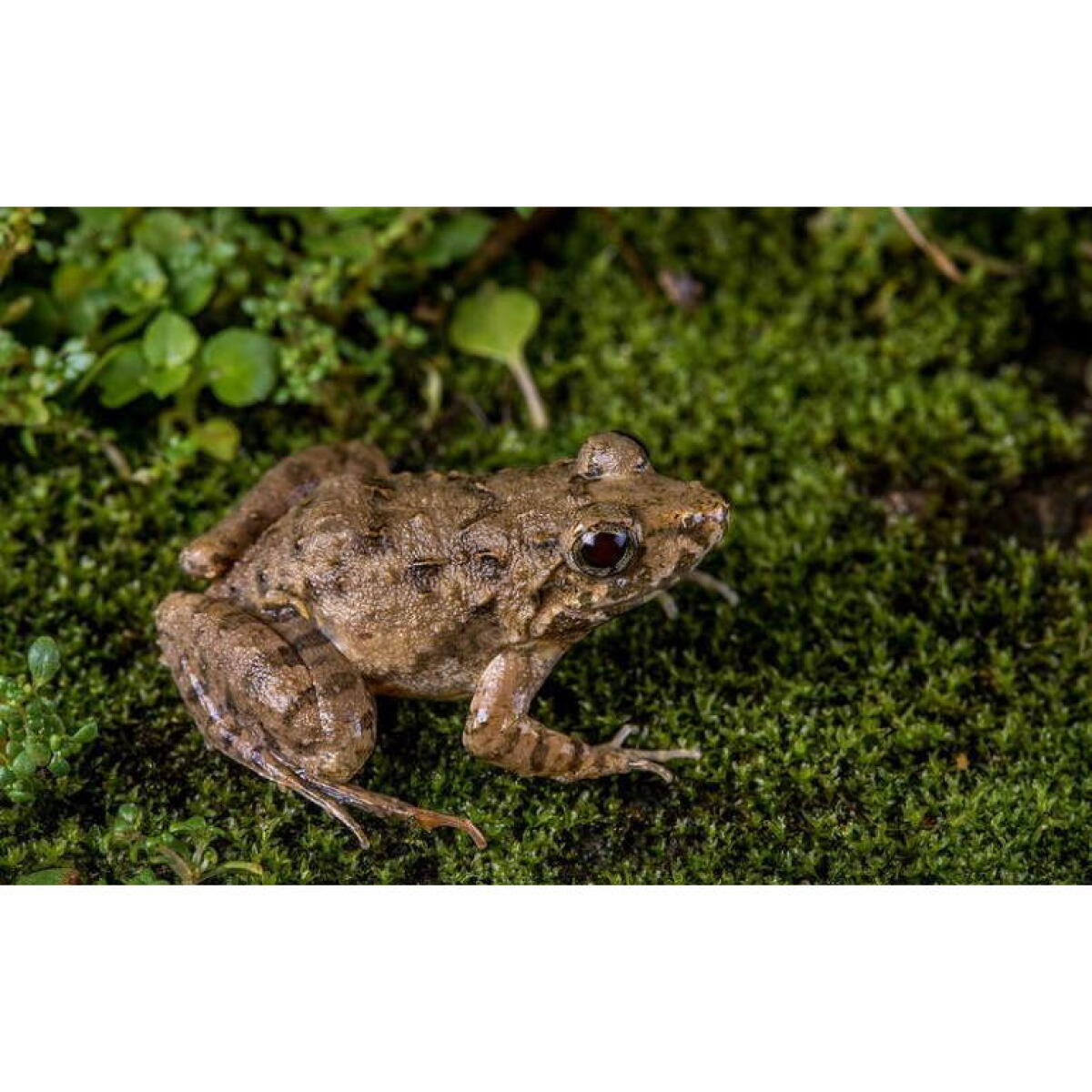 Живий мох Komodo Habitat Moss 100г 4.5л (83030)