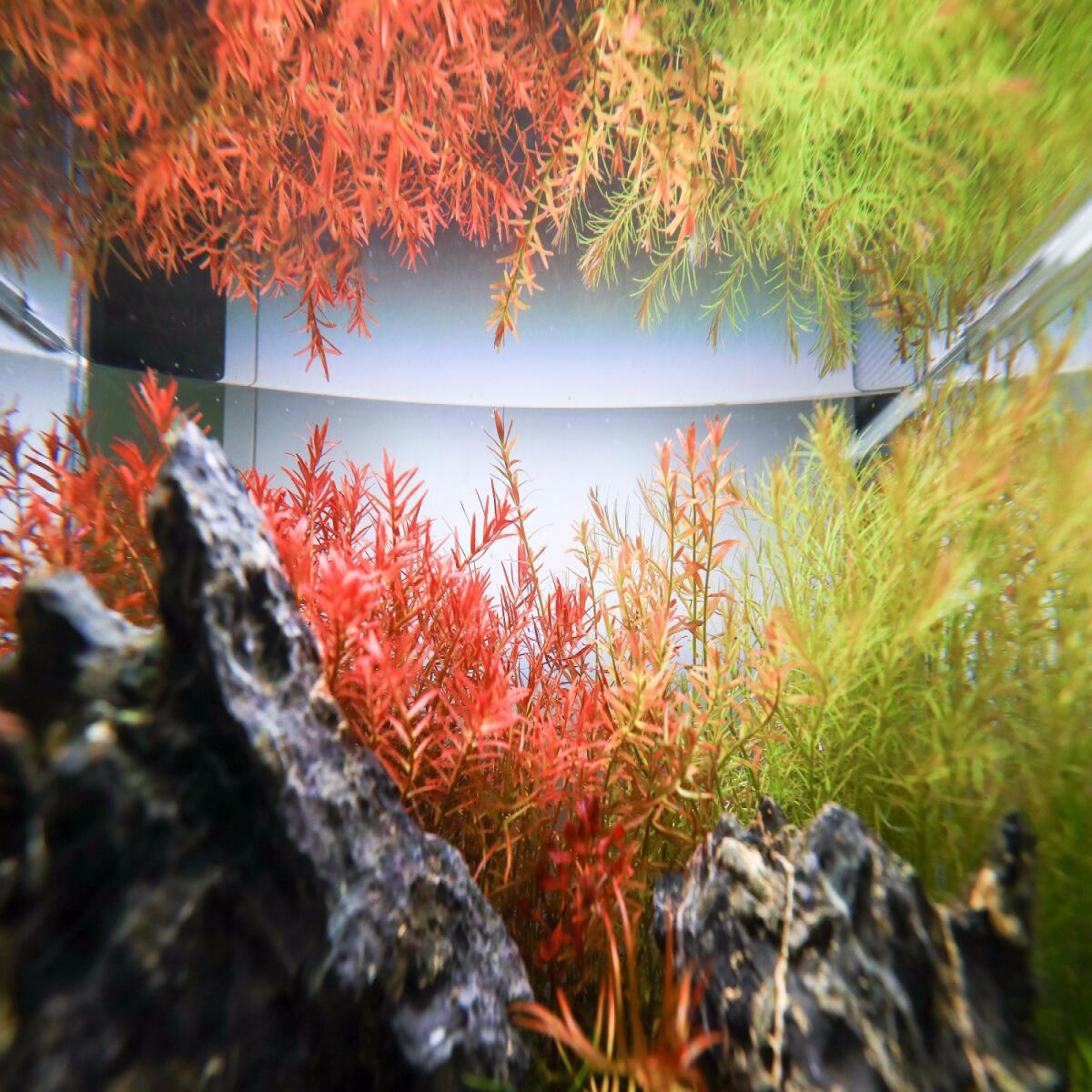 Залізо в таблетках Aquario Neo Tabs Plant Fe