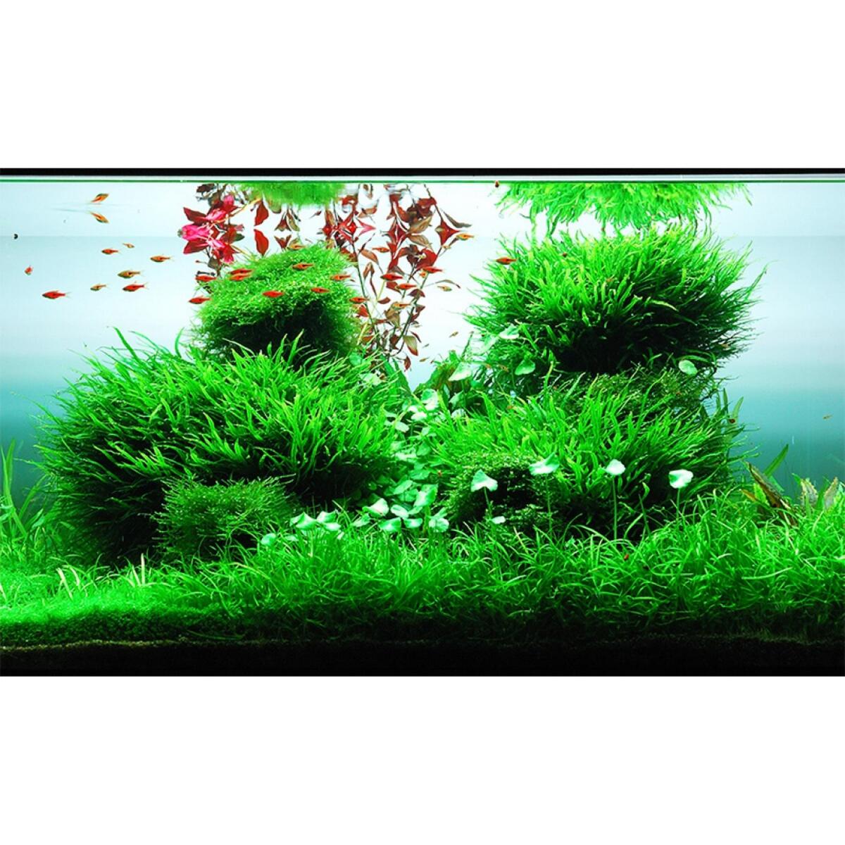 Добриво для акваскейпінгу з високим вмістом NPK та мікроелементів Easy-Life GreenScape 250мл (GS0250)