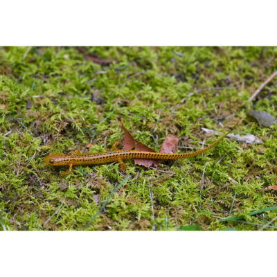 Живий мох Komodo Habitat Moss 100г 4.5л (83030)