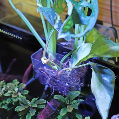 Контейнер для вирощування рослин в акваріумі Hobby Plant basket 8×9×8см (61330)